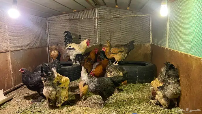 دجاج براهم حضان شرط معه 16 دجاجه و4 ديوك 2