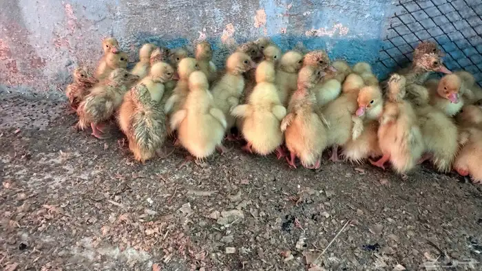 صوص بط بكيني 0