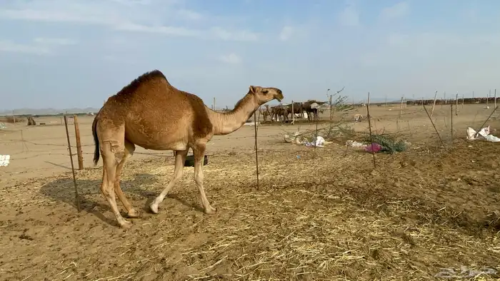 بكره حمرا مزايين 2