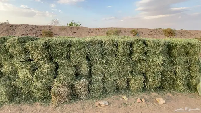 برسيم لبانه كلاس 2