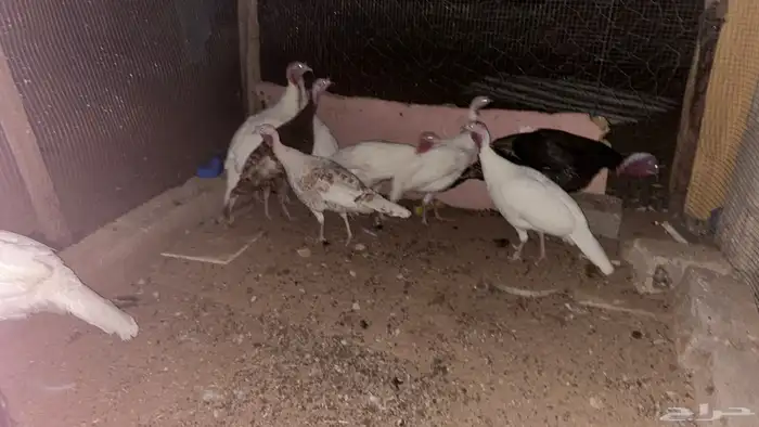 رومي للبيع 2