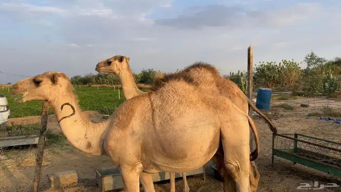 قعدان مرابي 1