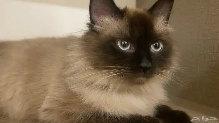 قطط ذكور للبيع 1