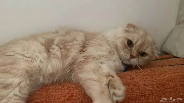 قط سكوتش للتبني 4