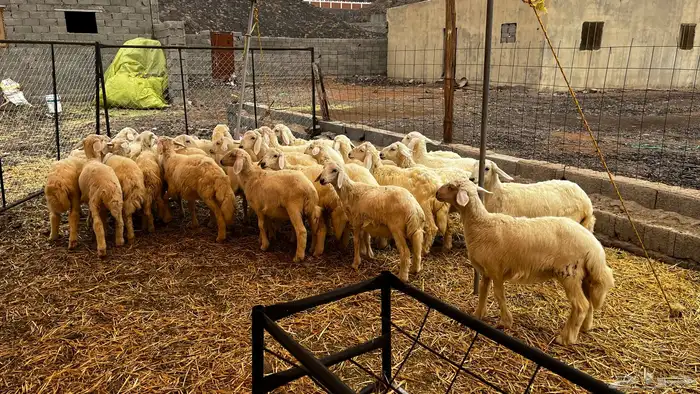 للبيع طليان 0