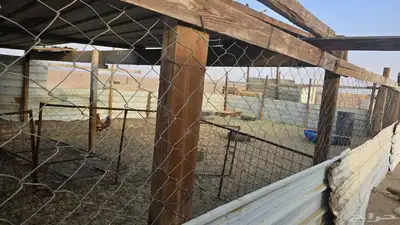 زربه غنم index