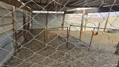 زربه غنم index