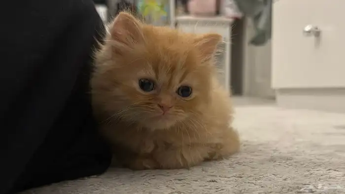 كيتن للبيع 3