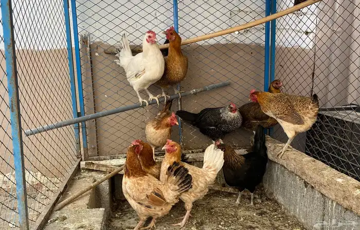 دجاج بلدي بياض 5