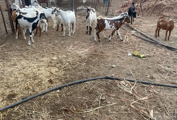 جمعة ربيعة 2