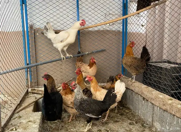 دجاج بلدي بياض 3