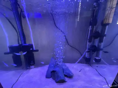 فراخ سمك مولي عادي index