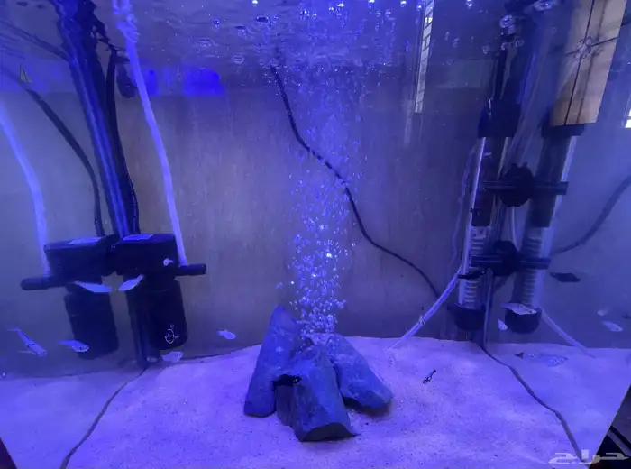 فراخ سمك مولي عادي 2