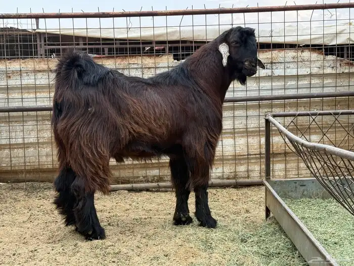 تيس اصمع احمر 2