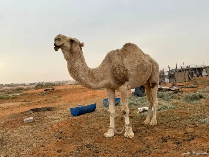 للبيع فحل اوضح 4