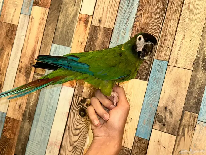 ببغاء ميني مكاو 3