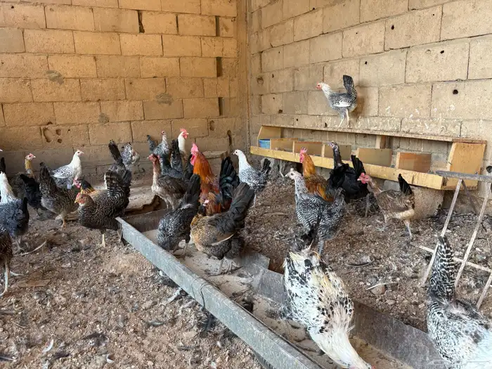 دجاج بلدي للبيع 2