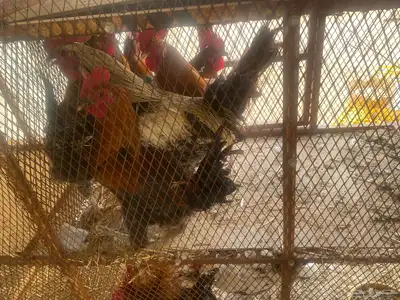 ديكة بلدي للبيع index