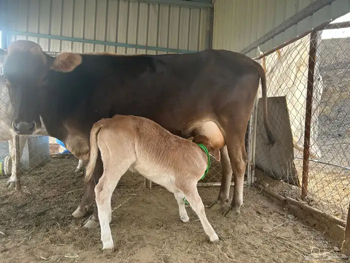 بقره سويسريه 0