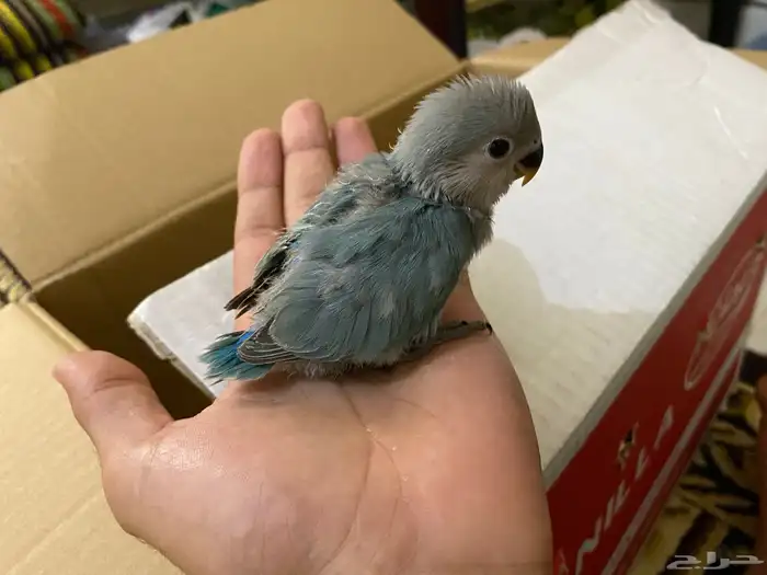 فروخ روز للبيع 3