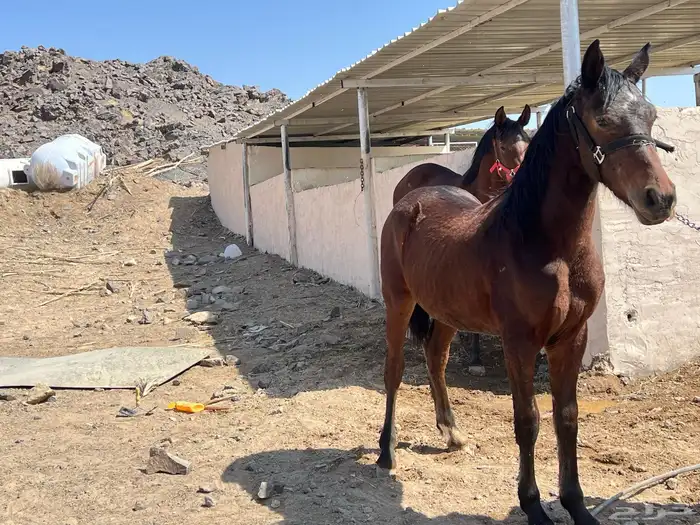 فرس شعبية   مهرتها 7