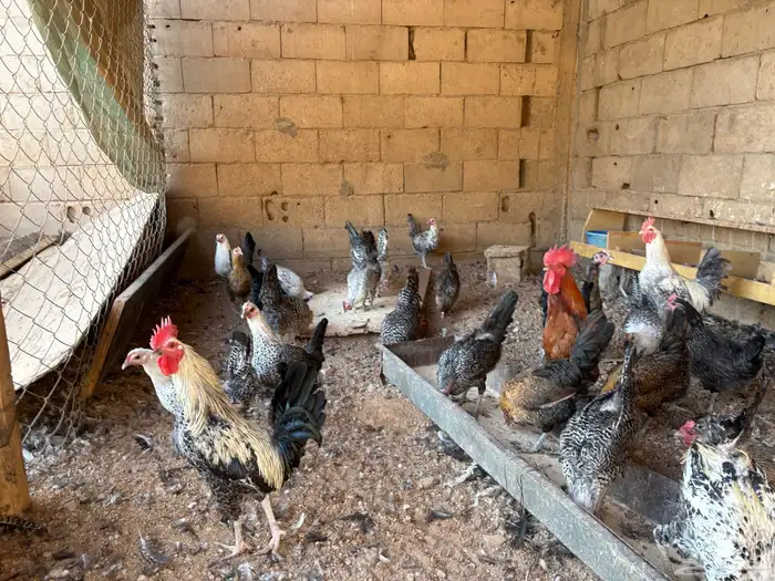 دجاج بلدي للبيع 0