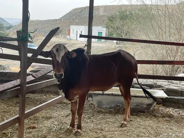 حسيل بلدي للبيع العمر 10شهور البيع على السوم 0