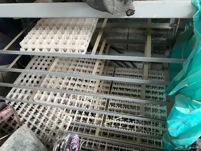 فقاسة بيض index