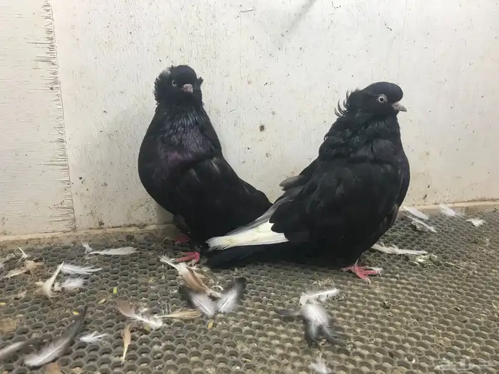 دمستك طيور 0