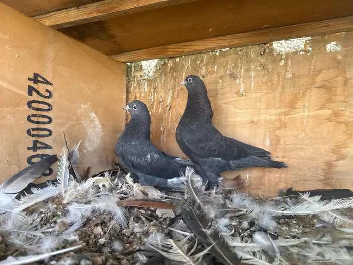 طبات قطايف نوادر 5