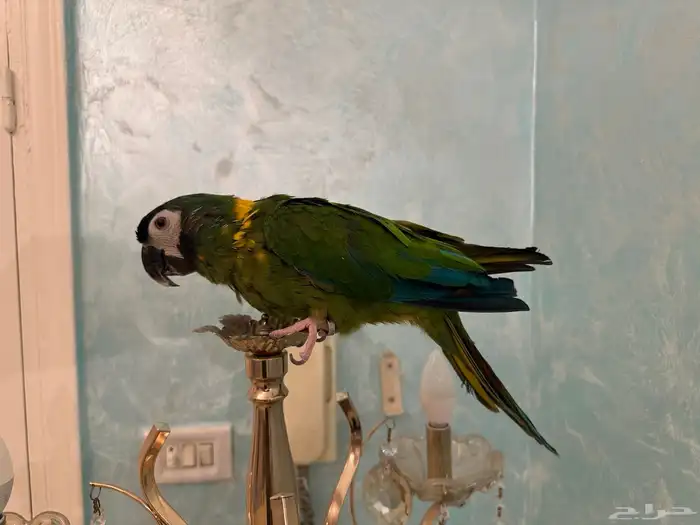 ببغاء ميني مكاو 0