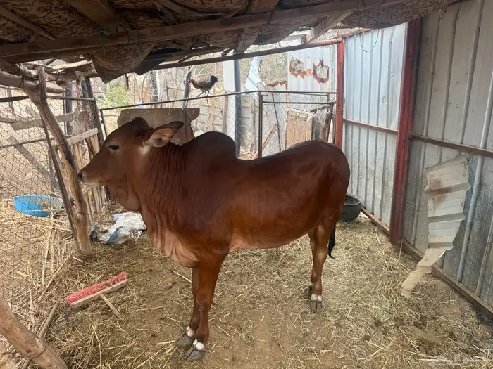 الحجرة. .الجرين- وادي مدع 3