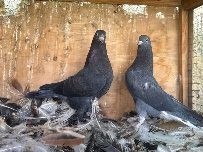 طبات قطايف نوادر 3