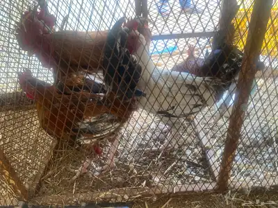 ديكة بلدي للبيع index