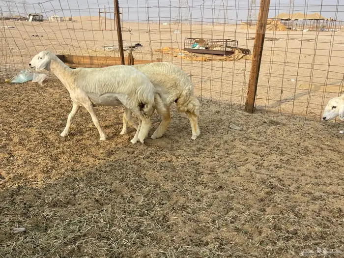 للبيع رخال فواخر 2