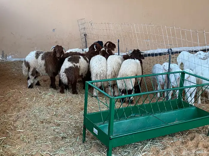 ذبايح للبيع 6