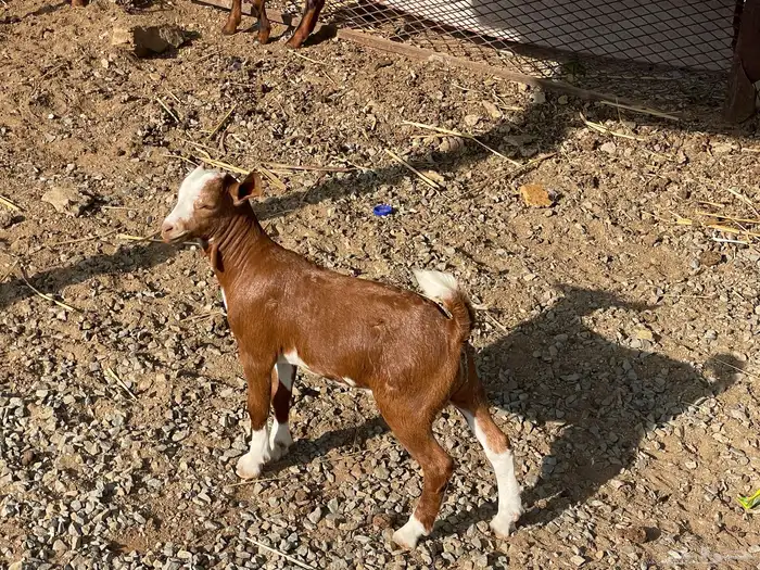 تيوس تربية للبيع 0