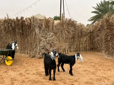 معزا عوارض index