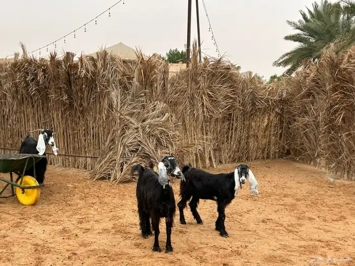 معزا عوارض 3