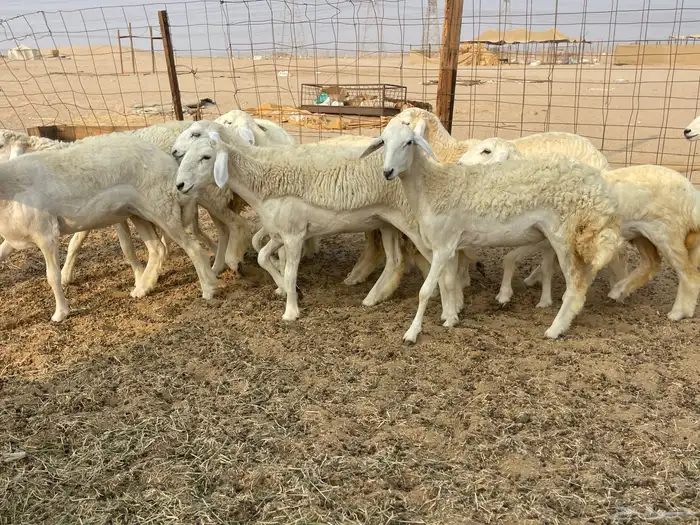 للبيع رخال فواخر 3