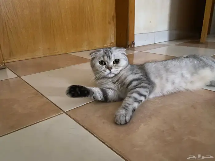 قطة للتزاوج سكوتش فولد 0