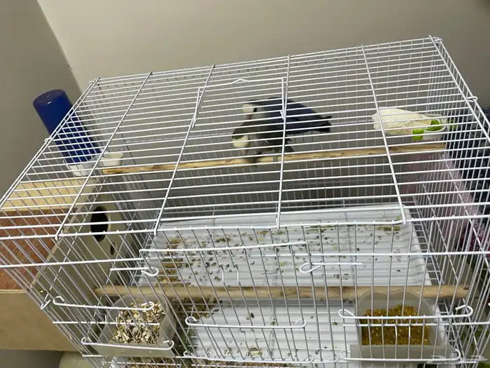 طيور روز ذكر وأنثى وألوان حلوة 3