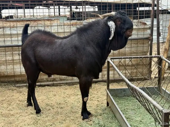 تيس محايلى مشروك طيب جد جدا 2