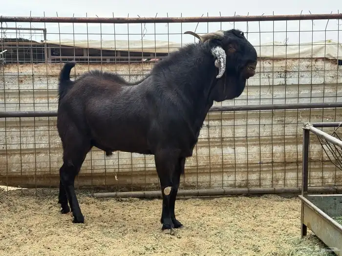 تيس محايلى مشروك طيب جد جدا 4