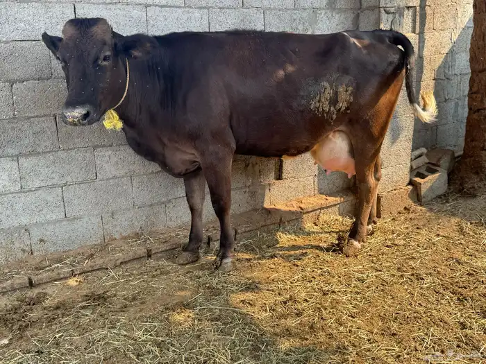 بقره جيرسية تحتها عجله 0