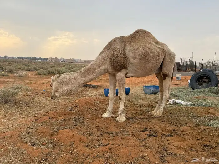 للبيع فحل اوضح 3