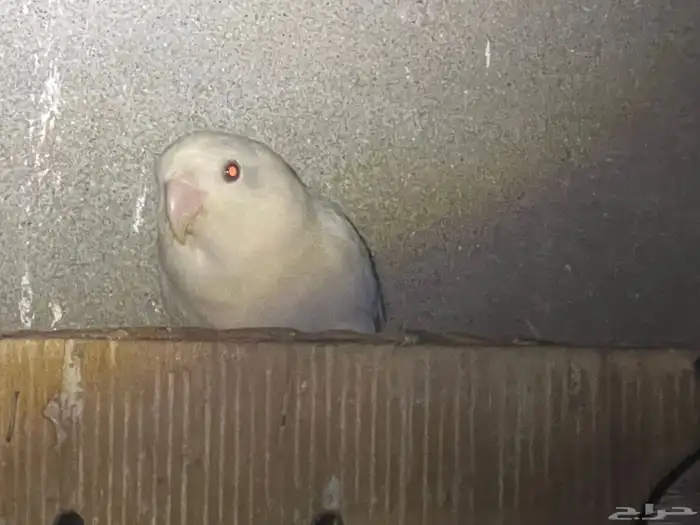 روز البينو 4 و احد ازرق 1