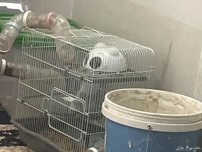 هامستر ونتر 1