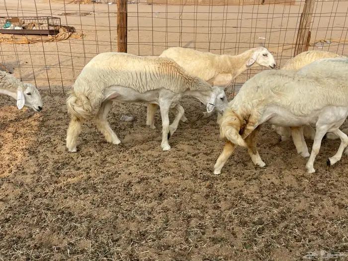 للبيع رخال فواخر 7