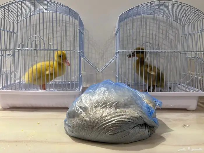 بطاطات للبيع 1